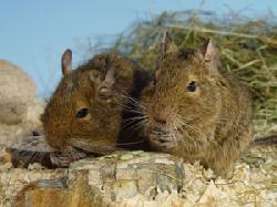 thumb_degu3.jpg