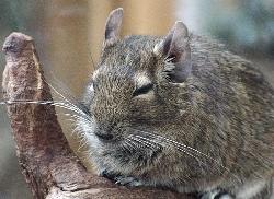 thumb_degu1.jpg