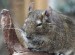 thumb_degu1.jpg
